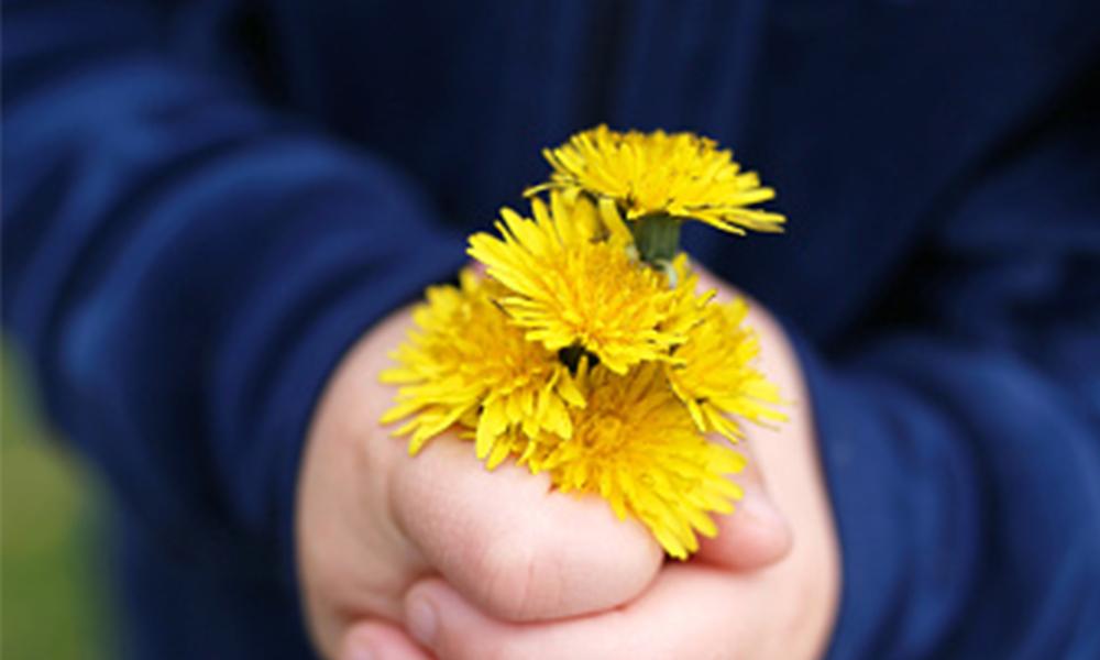 Picking Dandelions