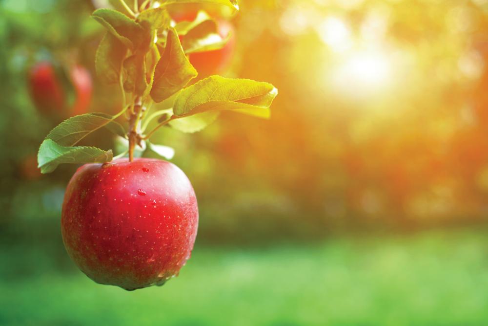 Fruit of good resolutions